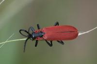 Lygistopterus sanguineus
