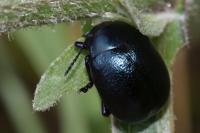 Chrysolina haemoptera