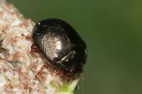 Chrysolina bankii