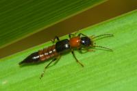 Paederus