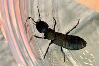 Ocypus olens