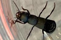Ocypus olens