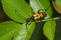Rutpela maculata