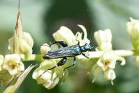 Oedemera nobilis