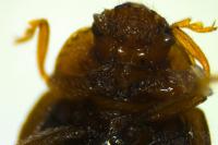 Rhyzobius litura