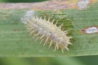 Subcoccinella vigintiquatuorpunctata