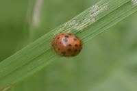 Subcoccinella vigintiquatuorpunctata