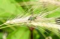 Oedemera nobilis