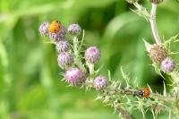 Coccinella septempunctata