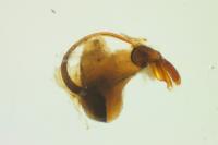 Rhyzobius litura