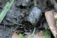 Onthophagus