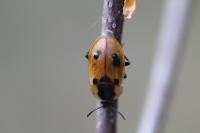 Dendroxena quadrimaculata