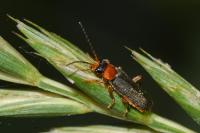 Cantharis lateralis