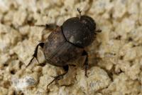 Onthophagus