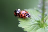 Harmonia axyridis