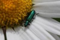 Psilothrix viridicoerulea