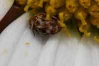 Anthrenus verbasci