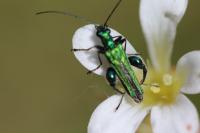 Oedemera nobilis