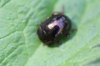 Chrysolina bankii