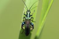 Oedemera nobilis