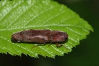 Stenagostus rhombeus