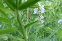 Rhagonycha fulva