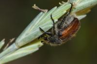 Anisoplia villosa