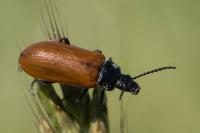 Omophlus lepturoides