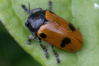 Clytra quadripunctata