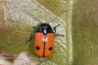 Cryptocephalus bipunctatus