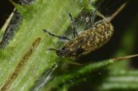 Rhinocyllus conicus