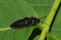 Hemicrepidius