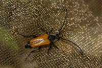 Stictoleptura fulva