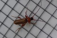 Phymatodes testaceus
