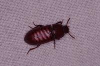 Uloma culinaris