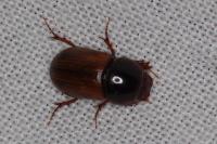 Aphodius
