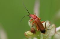 Rhagonycha fulva