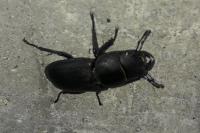 Dorcus parallelipipedus