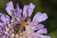 Oedemera podagrariae