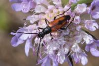 Stenurella bifasciata
