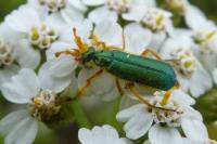 Cerocoma schaefferi