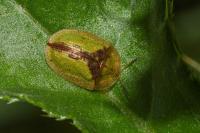 Cassida vibex