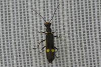 Malthinus scriptus