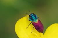 Anthaxia suzannae