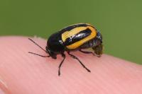 Cryptocephalus vittatus