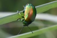 Chrysolina graminis