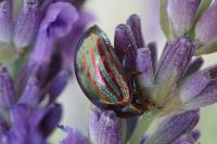 Chrysolina americana