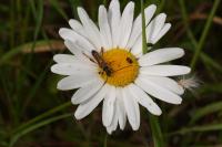 Stenopterus rufus