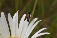 Stenurella bifasciata