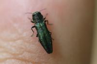 Agrilus